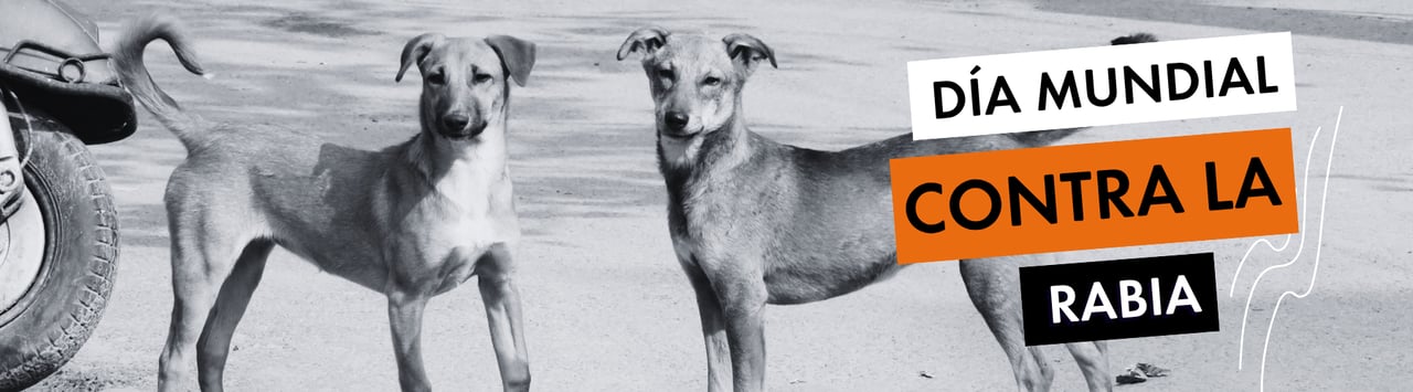 Dos perros callejeros en blanco y negro miran a la cámara mientras aparece el texto: Día Mundial contra la Rabia.