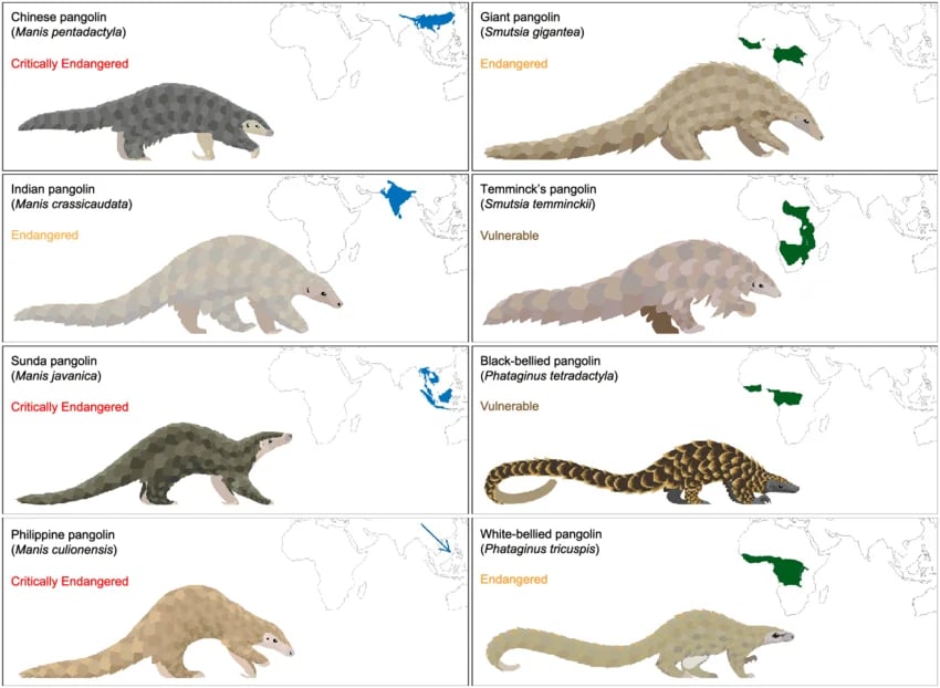 Figura adaptada de Heighton, S.P. & Gaubert, P. (2021). "A timely systematic review on pangolin research, commercialization, and popularization to identify knowledge gaps and produce conservation guidelines." Biological Conservation, 256, 109042. DOI: 10.1016/j.biocon.2021.109042. Bajo licencia CC BY 4.0.