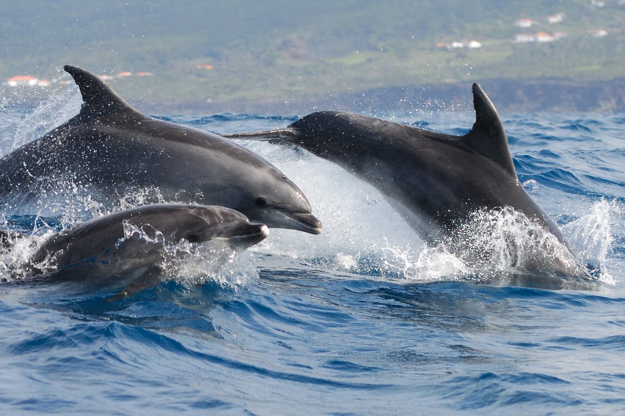 Tomando medidas contra la caza anual de delfines en Taiji