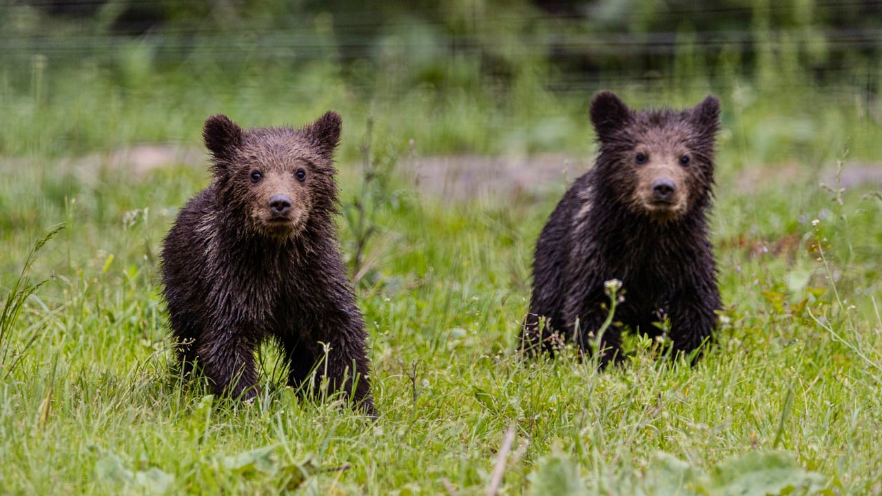 Elaine y David, quienes fueron reubicados en el Santuario de Osos Libearty