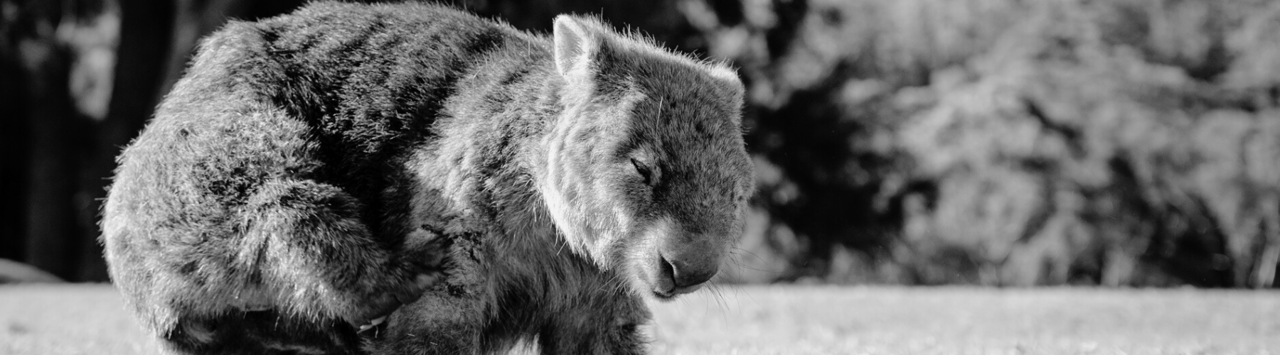Cría de wombat, con los ojos cerrados, caminando en Batyre (imagen en blanco y negro)