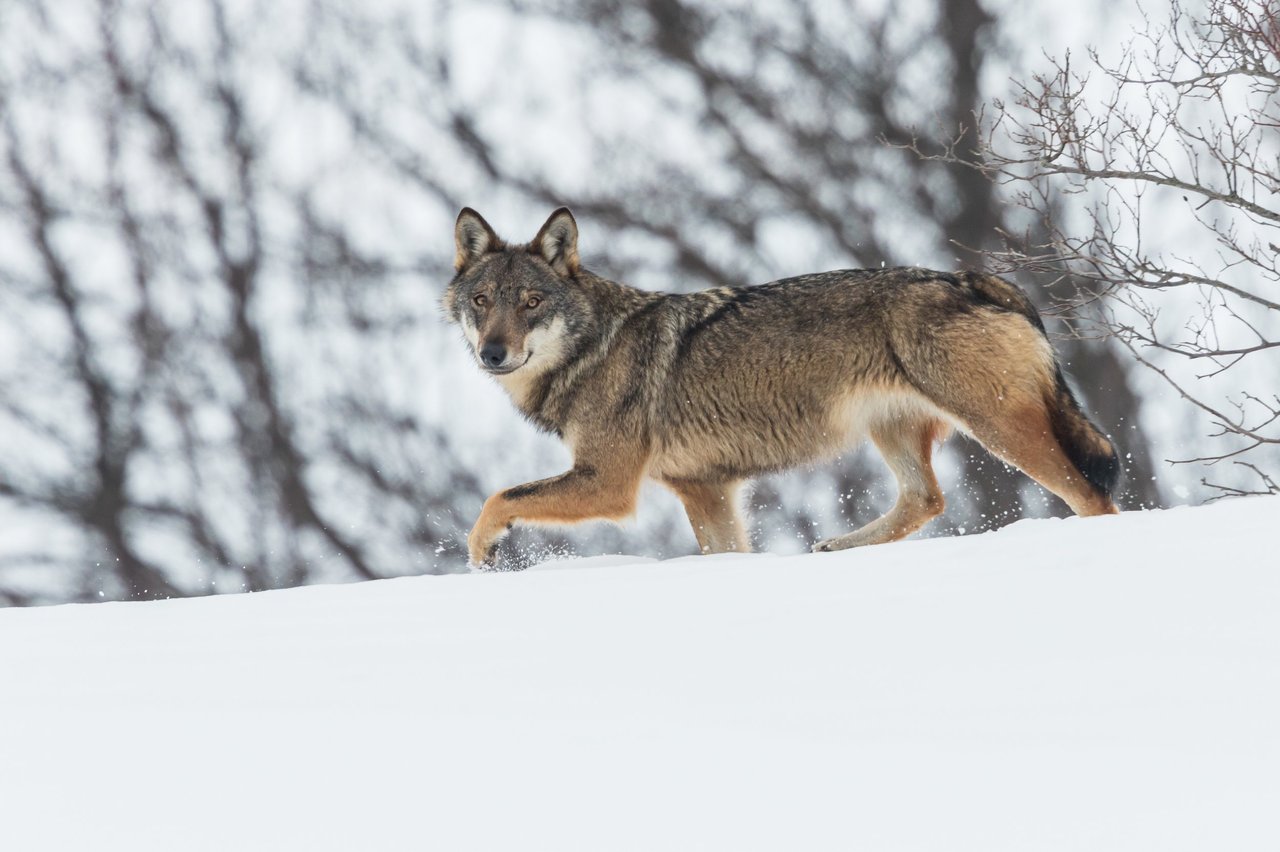 Lobo mira a la cámara, caminando en la nieve. Crédito: Bruno D Amicis / Rewilding Europe