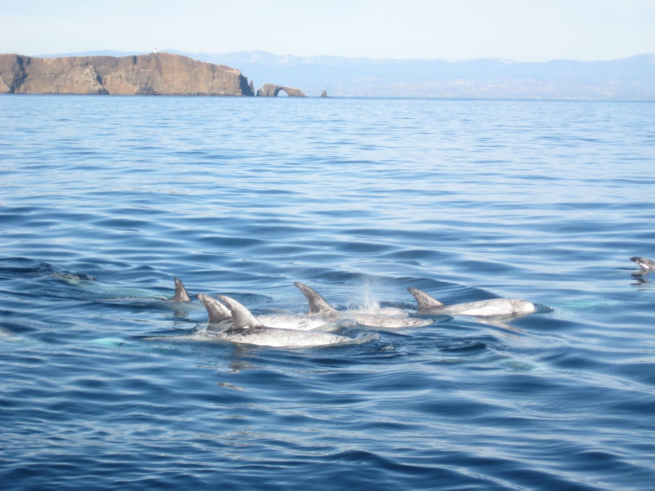 Delfines de Risso en el Área de Patrimonio de Ballenas del Canal de Santa Bárbara. Crédito: Idutton