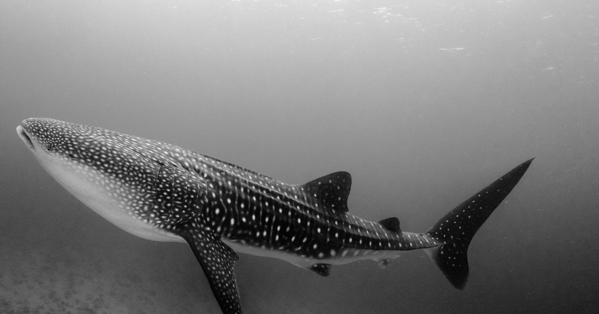 Un lTiburón Ballena nada en libertad.