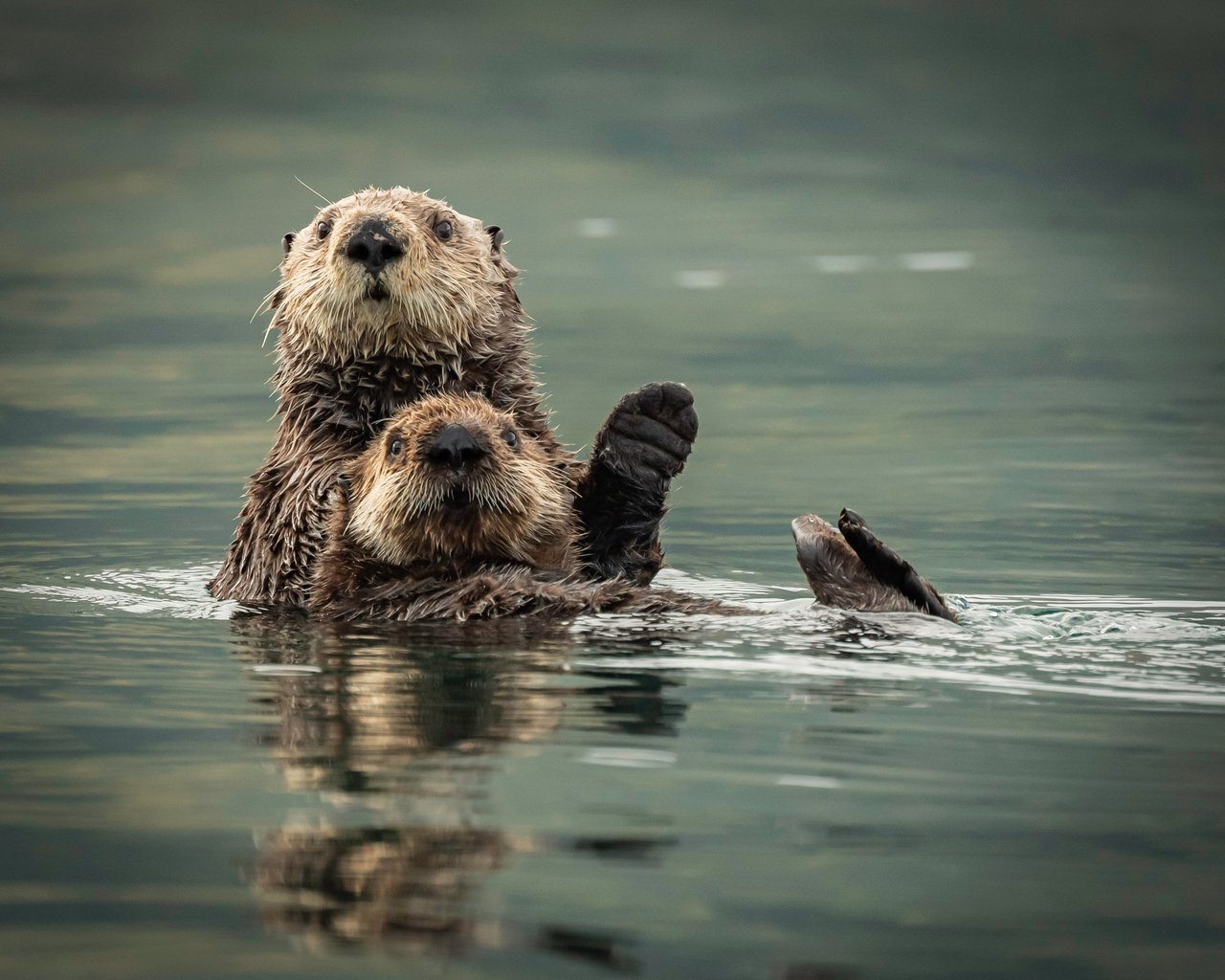 Nutrias marinas en Kodiak, Alaska; ID de Shutterstock: 1559226164; Crédito: Laura Hedien/Shutterstock