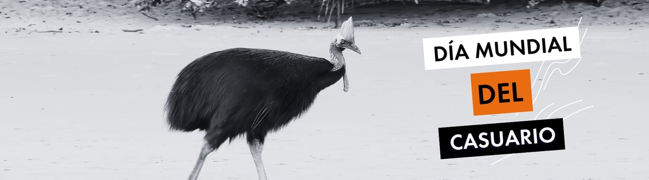 Un casuario meridional adulto caminando por la playa de Etty Bay, en Queensland (Australia); ID de Shutterstock 2511343383. Crédito: crbellette/Shutterstock.