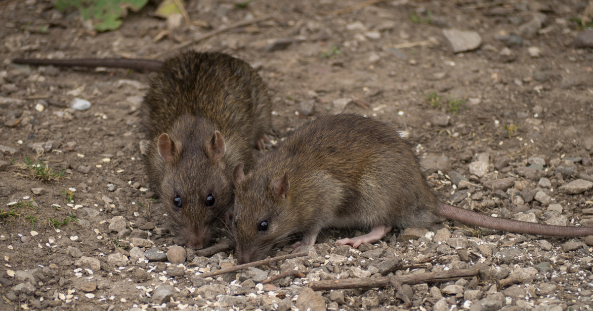 Dos ratas marrones en la naturaleza. Crédito: Victorburnside Getty Images