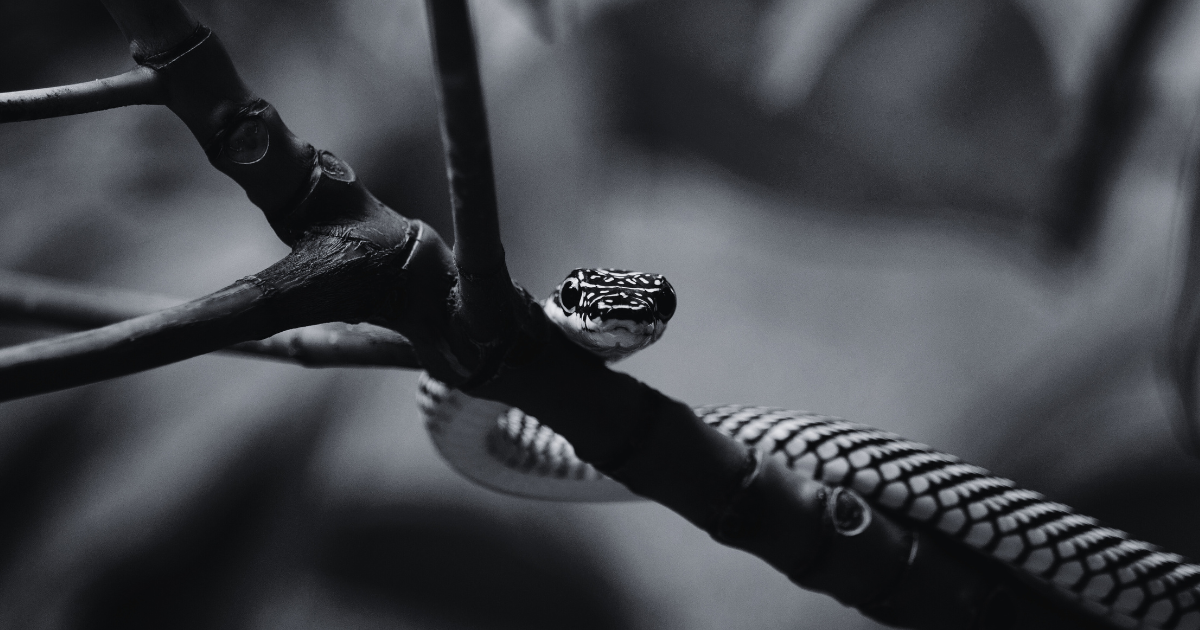 serpiente en un árbol
