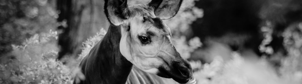 Okapi en zona boscosa mirando hacia otro lado, en blanco y negro