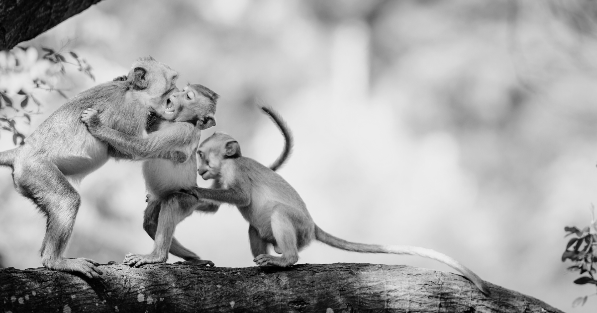 Tres monos bebés en un árbol