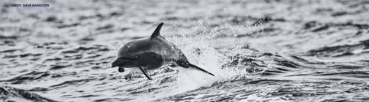 imagen en blanco y negro de un delfín saltando fuera del océano