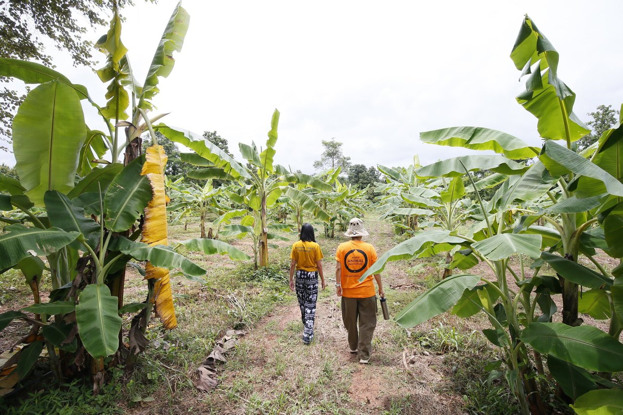 Dos personas paseando por el santuario de elefantes en transición, Elephant Forest Phitsanulok. Crédito: World Animal Protection