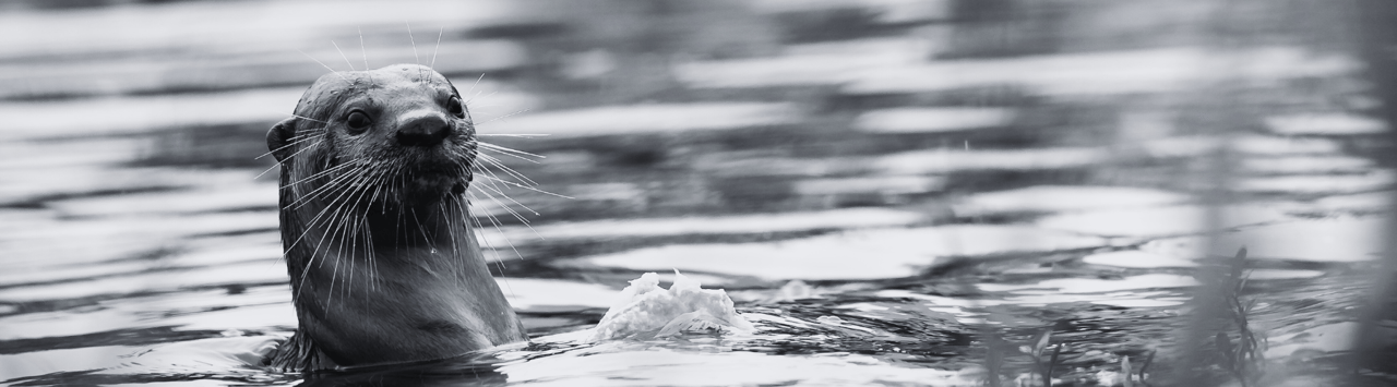 Una nutria en libertad en el agua - Día Mundial de la Nutria