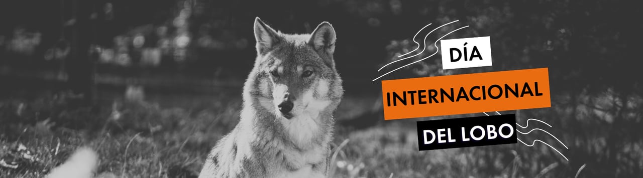 Día Internacional del Lobo. Crédito: AMP