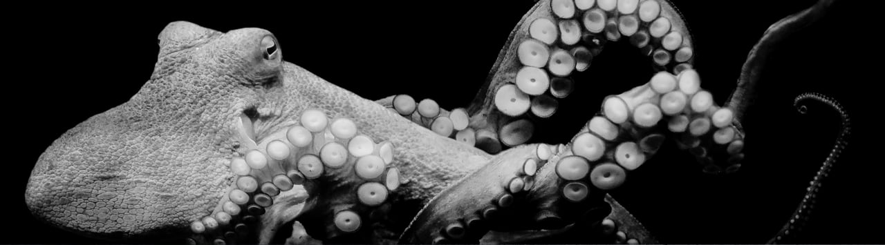 pulpo bajo el agua