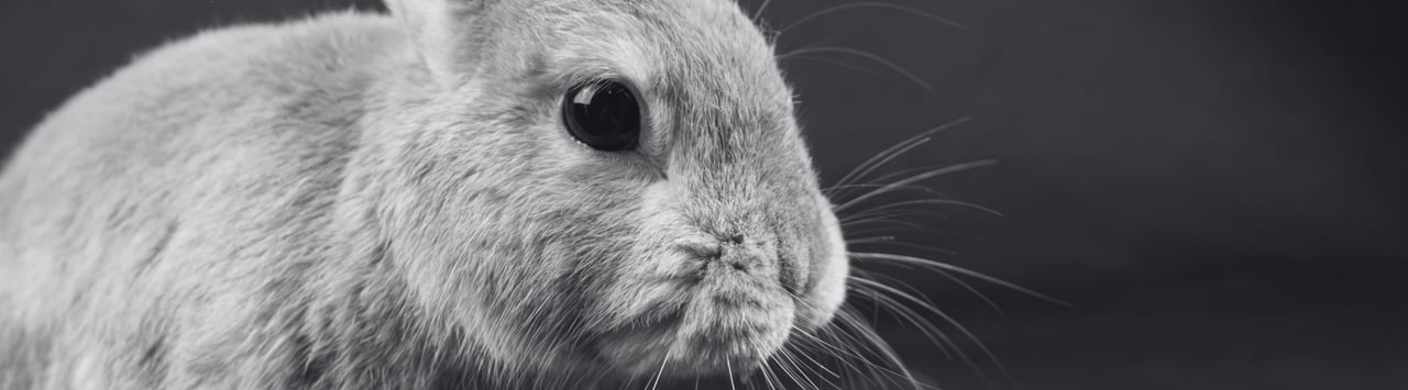 Conejo mirando hacia otro lado en blanco y negro