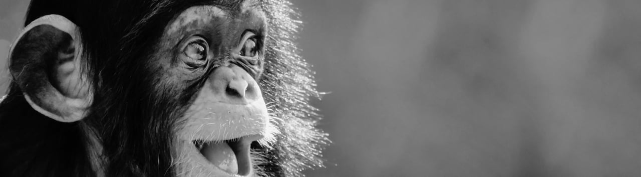 Close up portrait of a happy baby chimpanzee; Patrick Rolands/Shutterstock. Shutterstock ID 2039782457; licensed for use globally in all media.