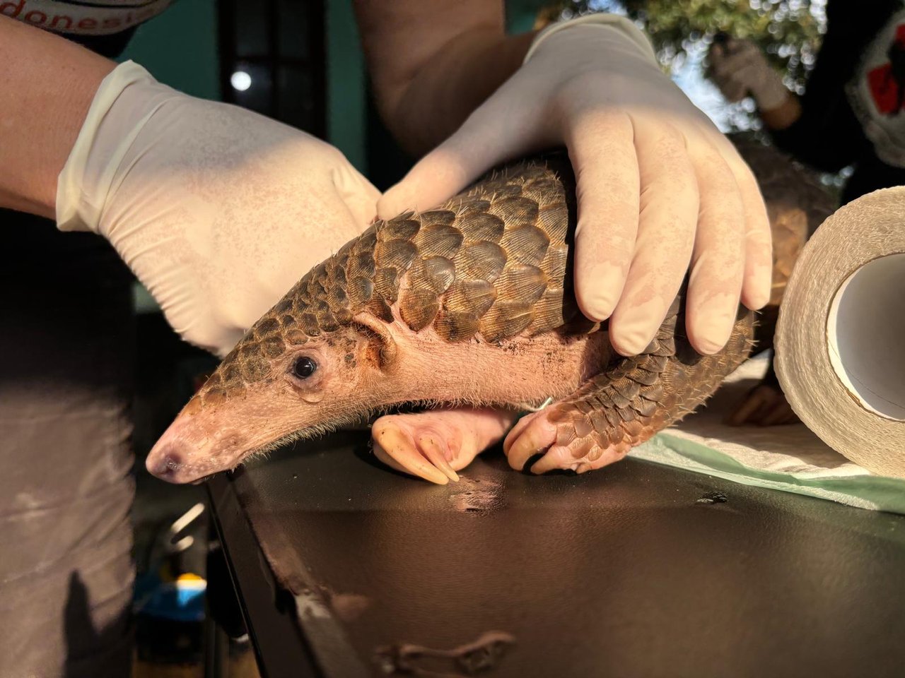Sunda pangolin rescued by JAAN from the illegal pet trade