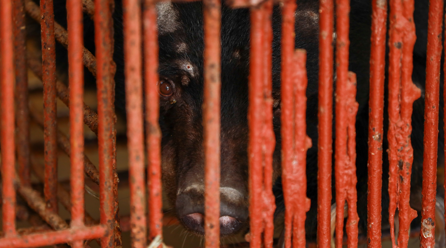 Caged Black bear Chinh. Credit: One Touch Connections