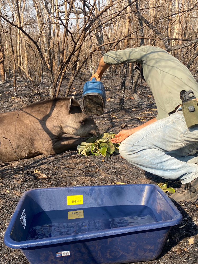 Valente receiving treatment from the technical team. Credit: Liliam Rampim / Onçafari