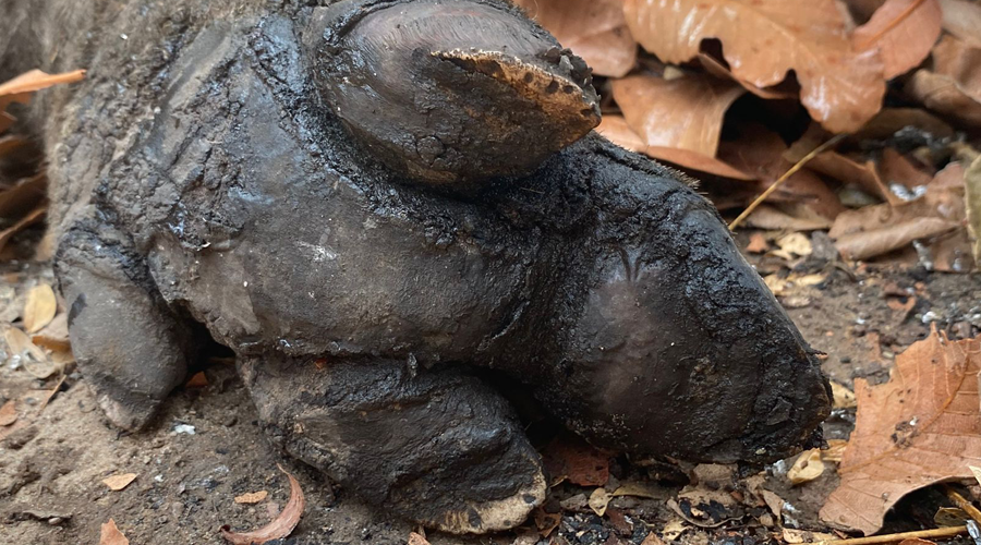 Valente's foot injured from wild fires. Credit: Liliam Rampim / Onçafari