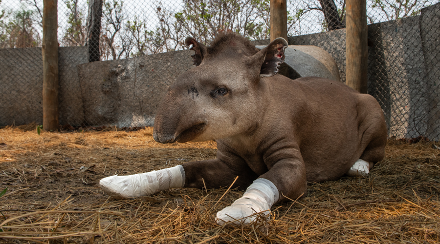 Valente at Onçafari. Credit: Fernando Faciole
