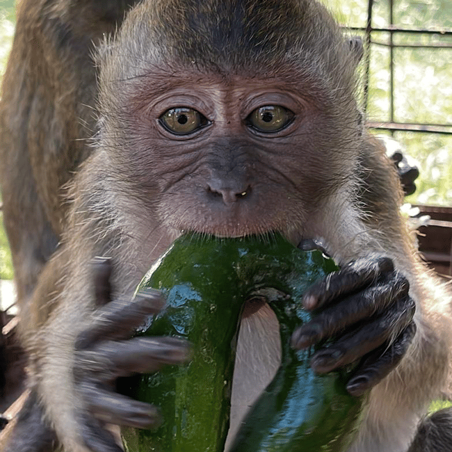 Rescued dancing monkey. Credit: Jakarta Animal Aid Network