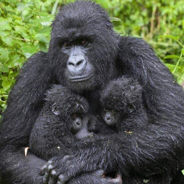 Gorilla & infants Volcanoes National Park Gorilla Heritage Area
