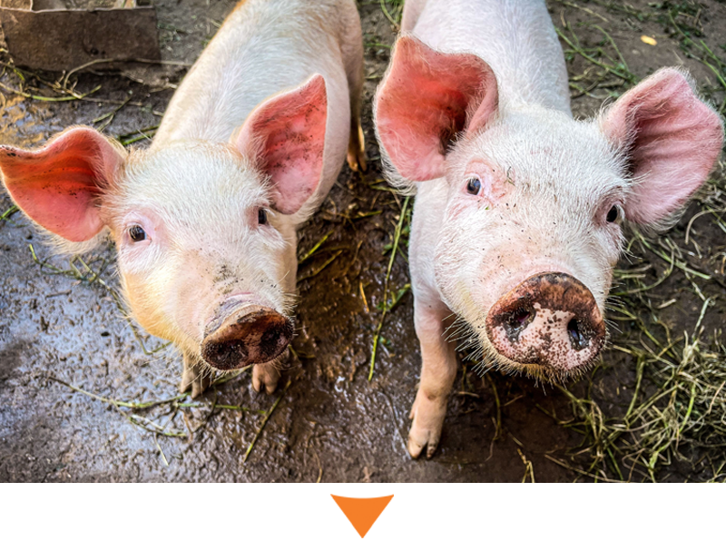 Two muddy pigs. Credit: Wirestock Creators/Shutterstock