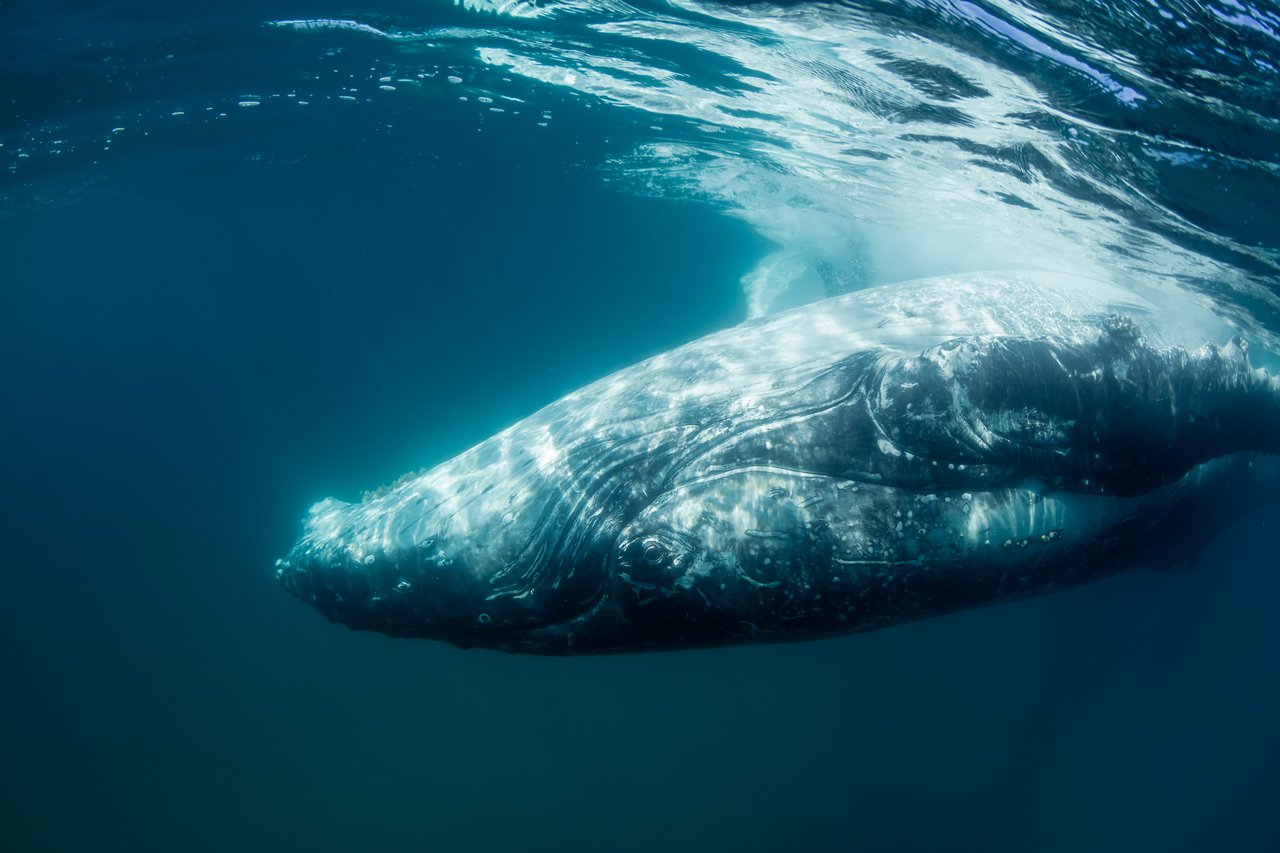 Hervey Bay Whale Heritage Area. Credit: Fraser Coast Tourism & Events / James Stuart