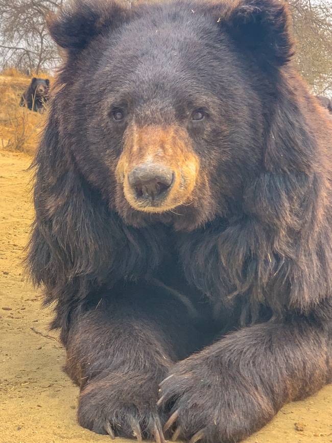 Rescued bear at Balkasar Sanctuary in Pakistan. Credit: BRC