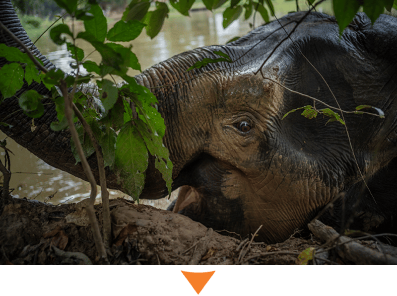Elephant at SES Thailand. Credit: World Animal Protection / Adam Oswell