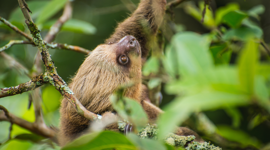 Sloth at AIUNAU Foundation, Colombia
