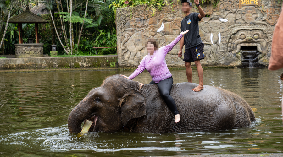 Elephant being ridden by tourist in Bali elephant park