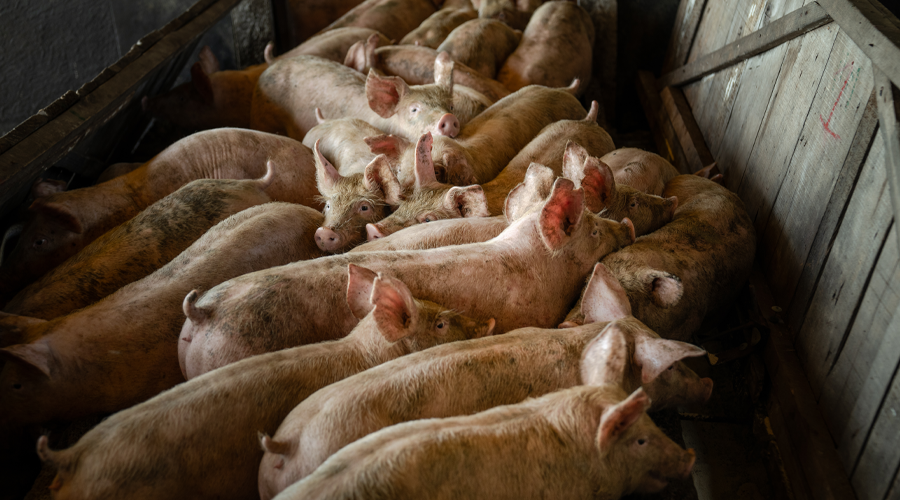 Anxious piglets delivered to a pig fattening farm