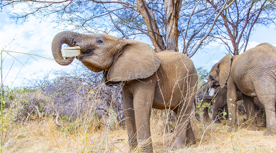Rescued elephants at Reteti Elephant Sanctuary
