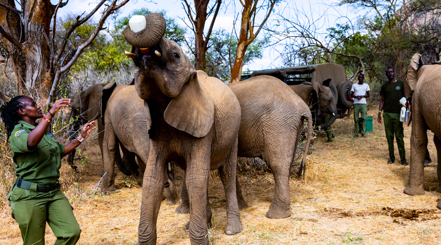 Rescued elephants at Reteti Elephant Sanctuary