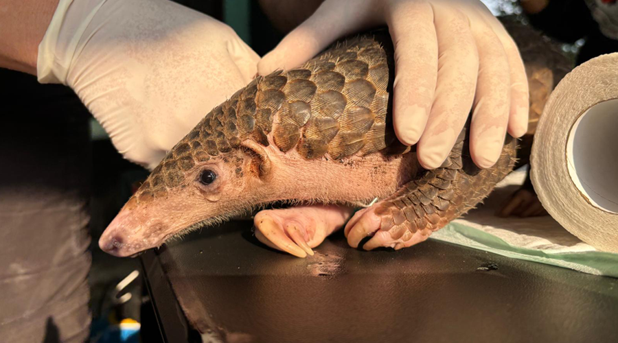 Sunda pangolin Amba receives a medical check-up