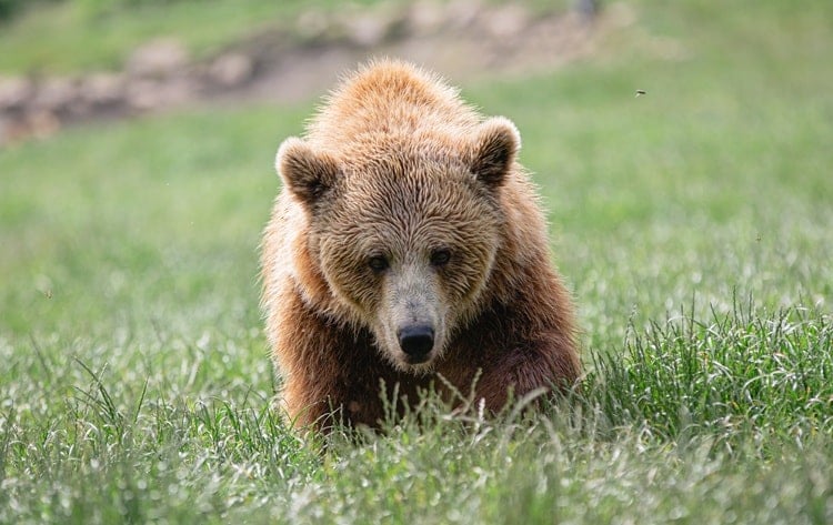 Sia the bear at Libearty Sanctuary