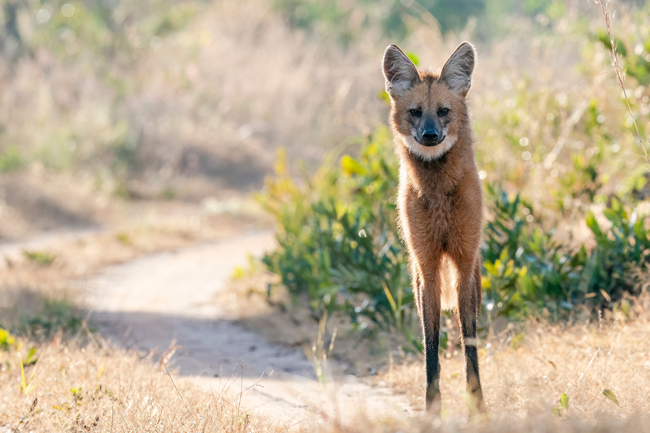 Maned wolf Emas National Park Brazil. Credit: Rob Jansen/Shutterstock