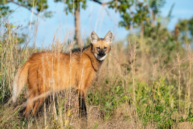 Un majestuoso Aguará Guazú, también conocido como lobo de crin, posando en su hábitat natural de pastizales altos y árboles dispersos Credito: Rob Jansen/Shutterstock)