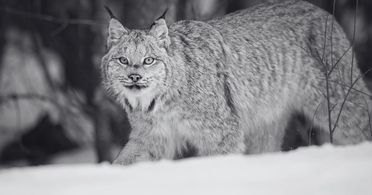 Día del Lince - Un lince canadiense en libertad