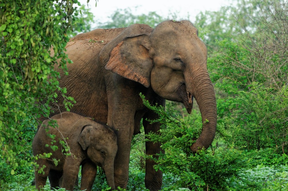 Pictured: elephant at a high welfare venue