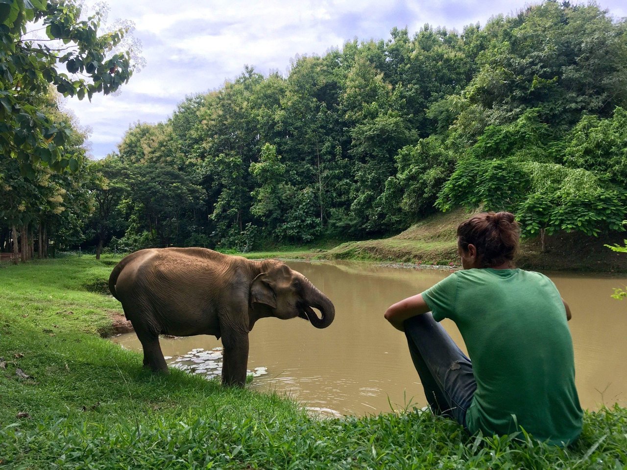 Turista admirar elefante en santuario
