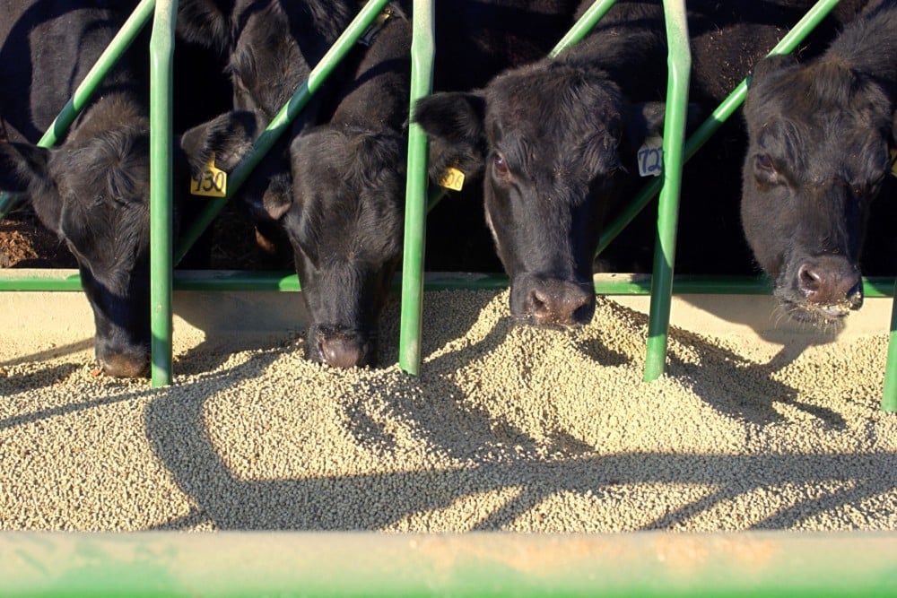 Vacas alimentándose en una granja industrial