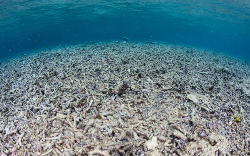 Vista de una zona muerta en el mar, consecuencia del calentamiento de los océanos. Las granjas industriales son responsables del calentamiento global