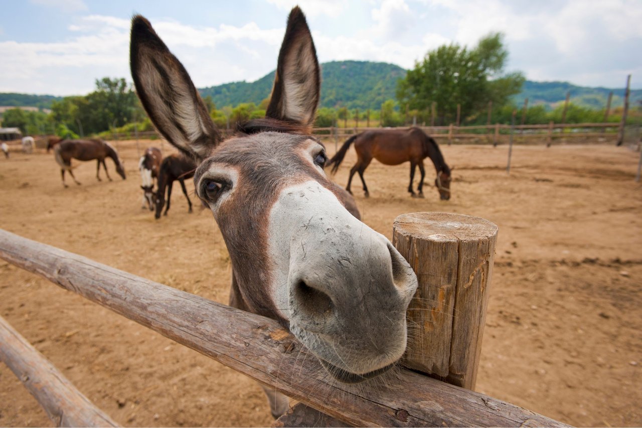 Un burro mira con ternura a la cámara.
