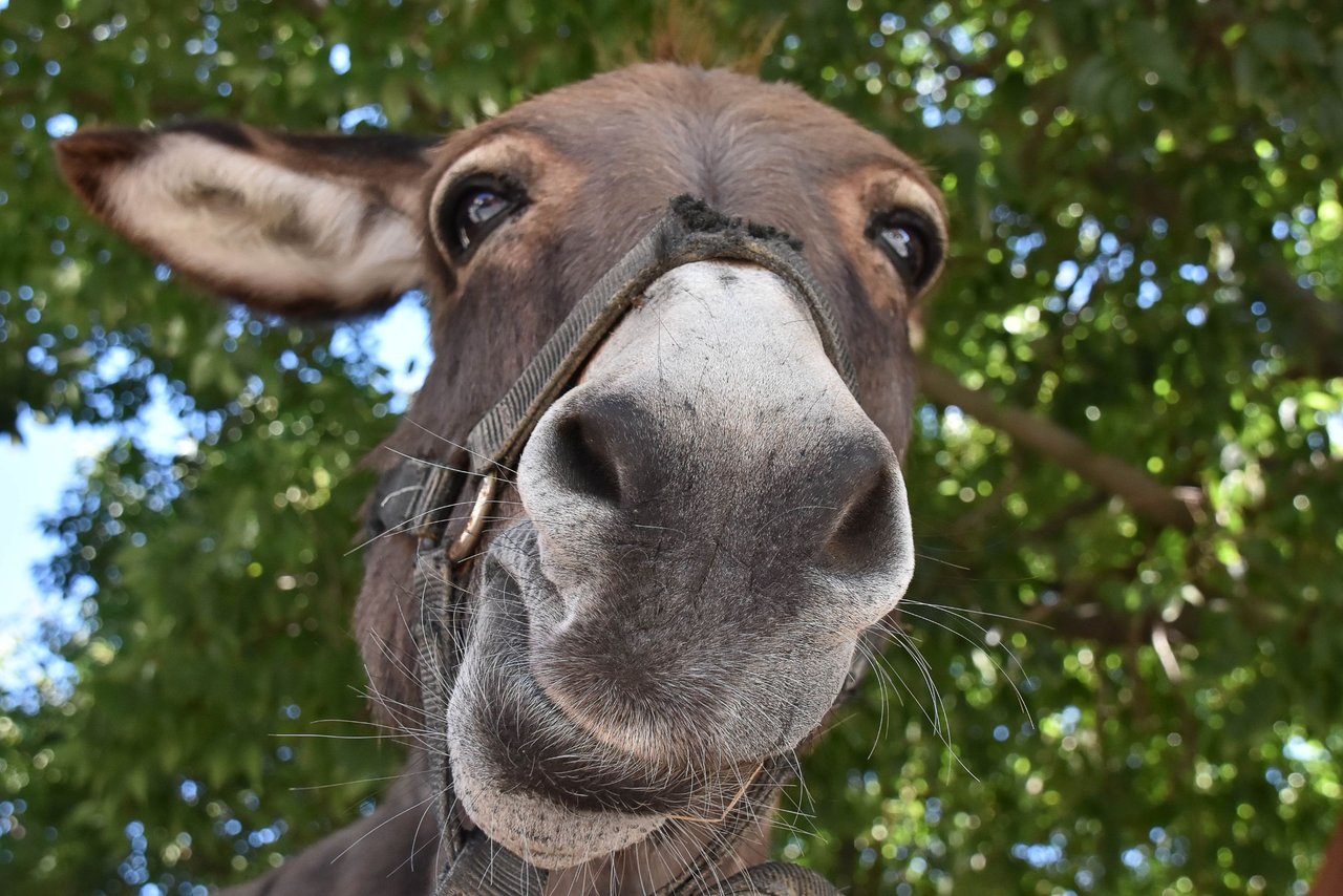 Un burro rebuzna y mira a la cámara.