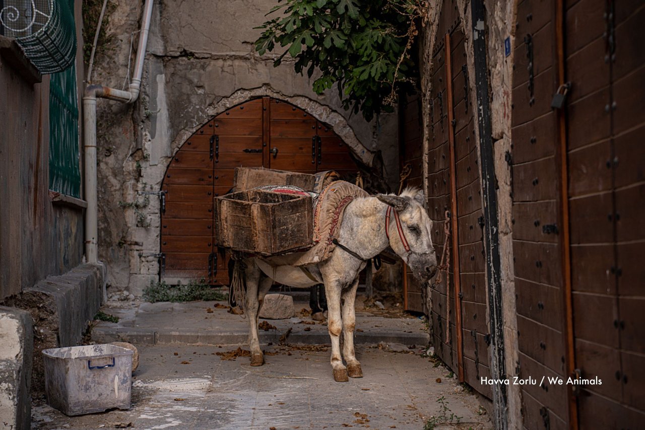 Un burro blanco de trabajo con mirada cansada en Turquía.