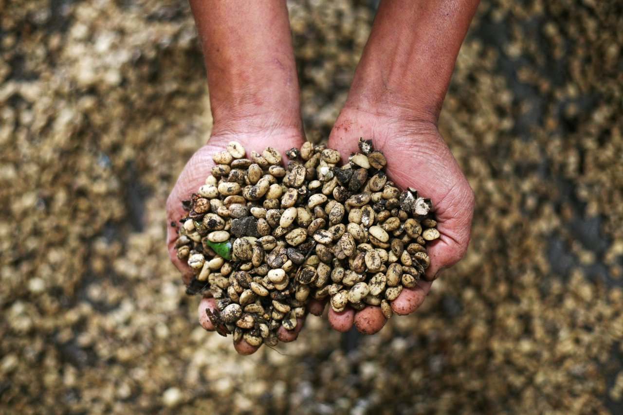 Granos de café de civetas libres.